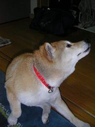 言うぐらいええやろ?_c0049950_22551191.jpg