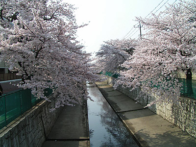 桜満開！_a0028451_13474617.jpg
