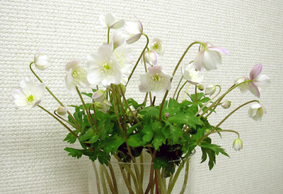 a0001354_205506.jpg