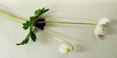 a0001354_20551512.jpg
