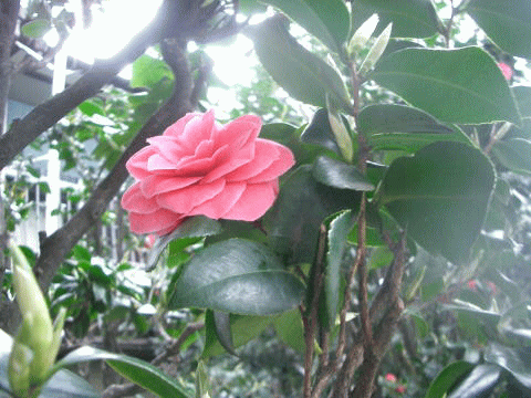 d0000559_15482354.gif