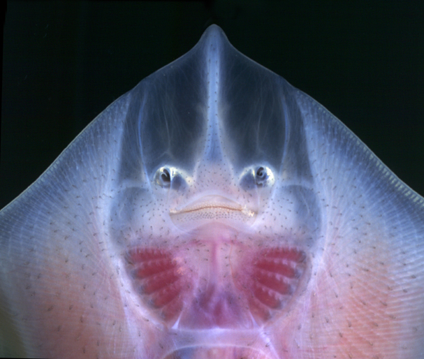 ★深海魚･･･宇宙人のような顔をしている　（゜゜；）ｴｴｯ必見_a0028694_14204548.jpg