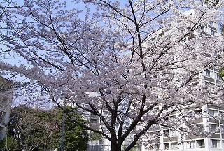 千里の桜_c0047294_150302.jpg