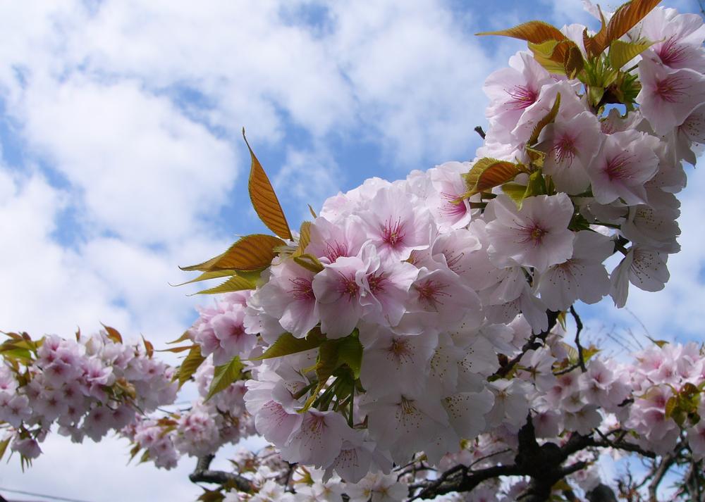 実家の桜①_c0062511_21263782.jpg