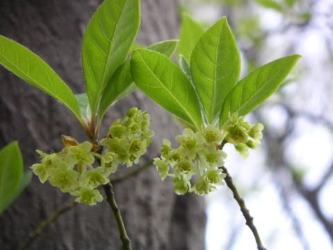 クロモジの花_a0016829_822044.jpg