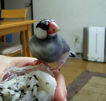 ごま塩文鳥 文鳥 オット ごま塩文鳥 文鳥 オット