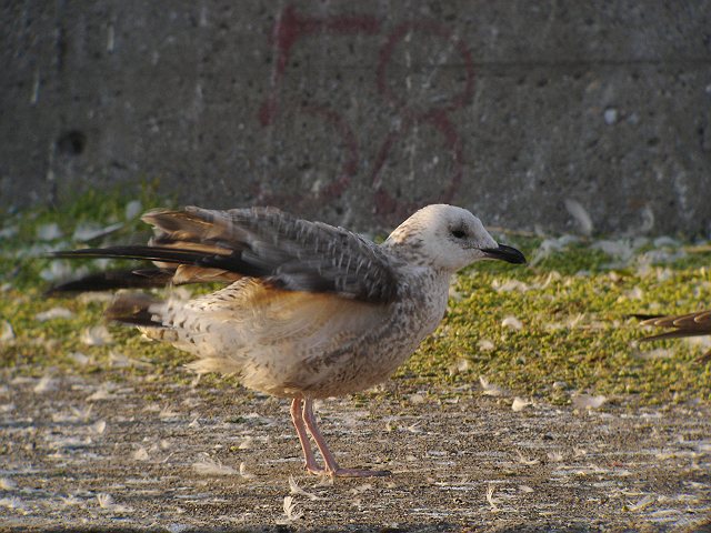 ホイグリンカモメ　　Heuglin\'s  Gull/ Larus  heuglini_b0069564_19372811.jpg