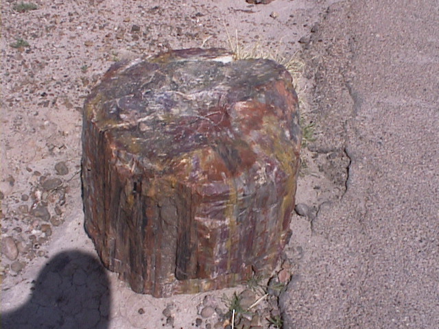 4月12日　Petrified Forest national Park (化石の森国立公園）_c0026482_1539744.jpg