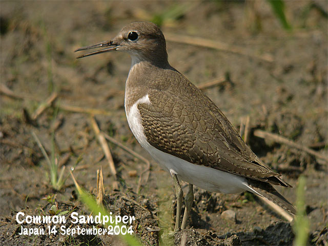 イソシギ Common Sandpiper : SHORE BIRDS IN JAPAN 日本のシギ、チドリ