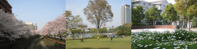 Tama city is dyed in PINK!　－Takarano Koen(Park)/Narahara Koen(Park)－_d0020794_15475869.gif