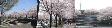 Tama city is dyed in PINK!　－Takarano Koen(Park)/Narahara Koen(Park)－_d0020794_1548950.gif