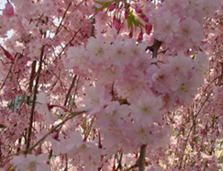 サクラ_c0073813_23473829.jpg