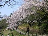 桜つながり（2005.4-9関東にて）_c0016816_23303645.jpg