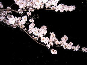 夜桜_d0016029_9541429.jpg