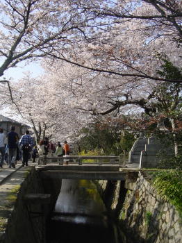 京都の桜　哲学の路～蹴上4/8_a0003032_23392733.jpg