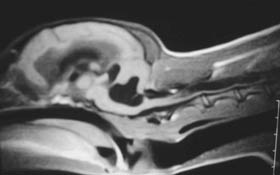 Syringomyelia（脊髄空洞症） : 獣医神経疾患画像集