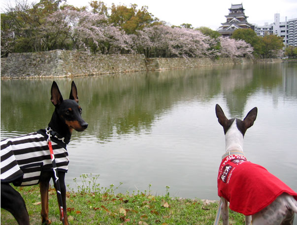 城＋神社参拝コース。_c0067449_21425592.jpg