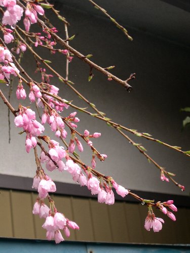 しだれ桜_b0065456_22325173.jpg