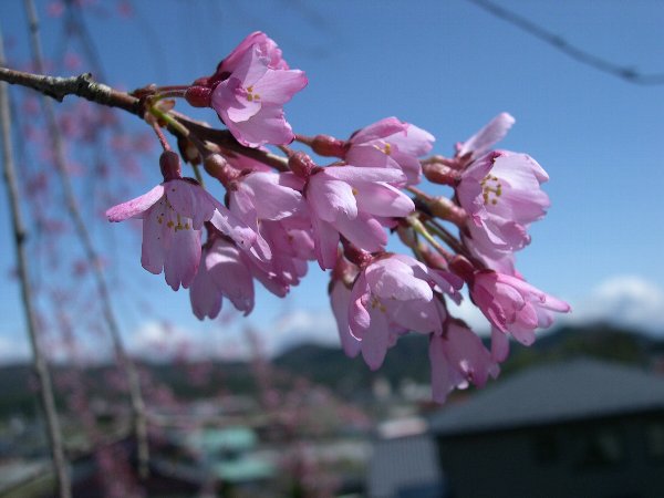 しだれ桜_b0065456_2237624.jpg