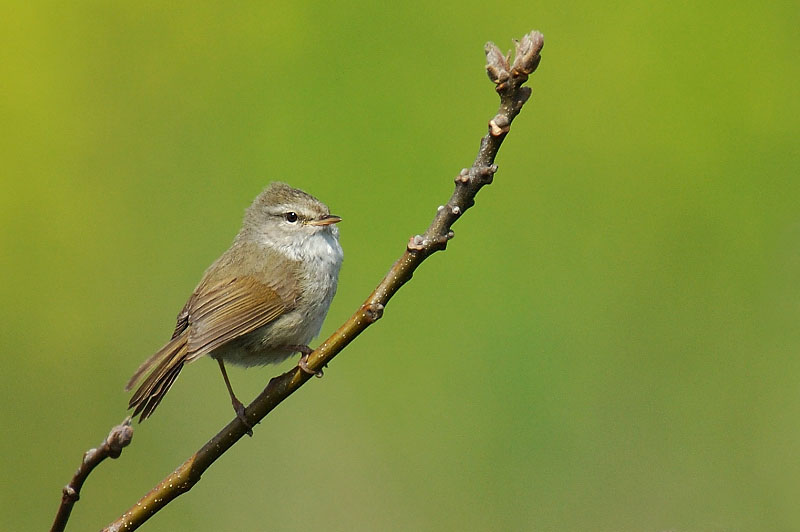 ウグイス P Days Bird Blog 徳島の野鳥たち ウグイス P Days Bird Blog 徳島の野鳥たち