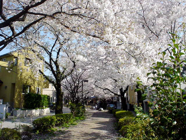 sakura★_b0039397_2323721.jpg