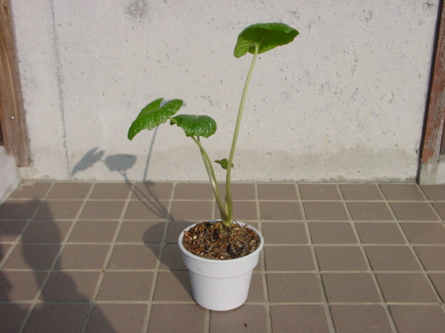 d0025421_8211572.jpg