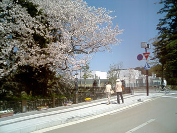 桜Ⅱ_c0021142_085377.jpg