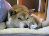夜はすっかり室内犬_c0049950_22144297.jpg