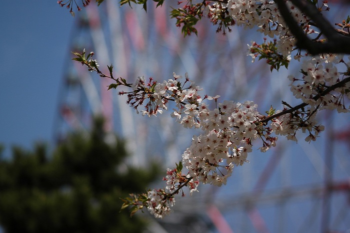 名残の桜_b0017559_21561816.jpg