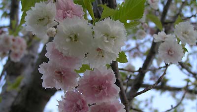 a0020763_1223168.jpg