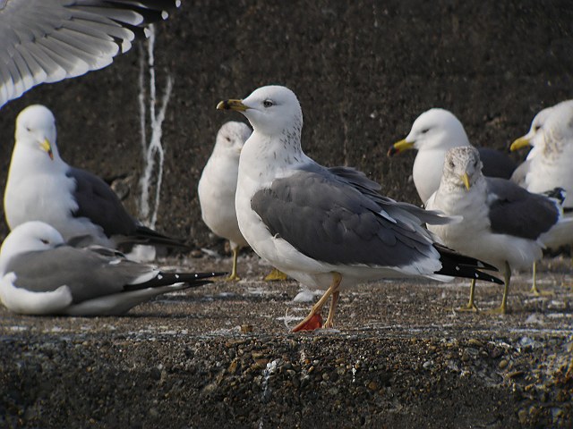 ホイグリンカモメ　　Heuglin\'s  Gull/ Larus  heuglini_b0069564_19224389.jpg