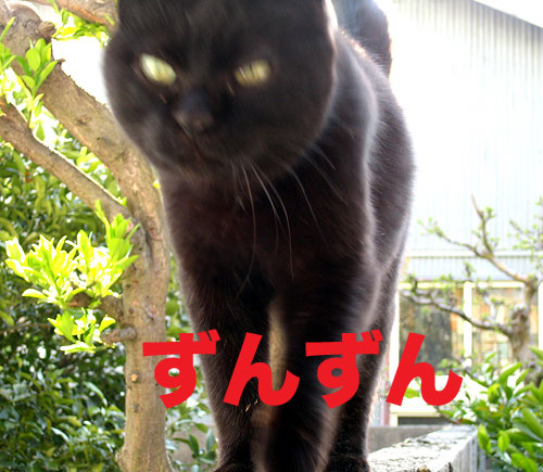 反抗ねこ_d0010566_136774.jpg