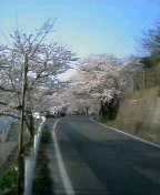 桜通信（第３号）。_d0003568_19272224.jpg