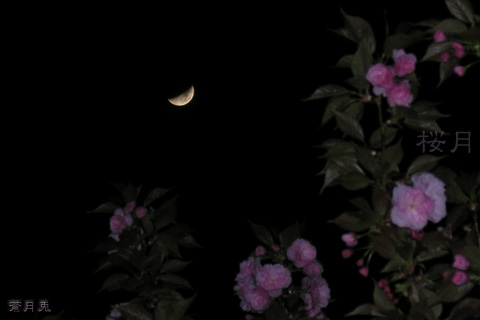 Moon「桜月夜」_a0002073_23463922.jpg
