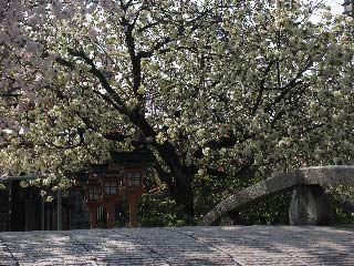 薄翠の桜花です_b0045109_1864975.jpg