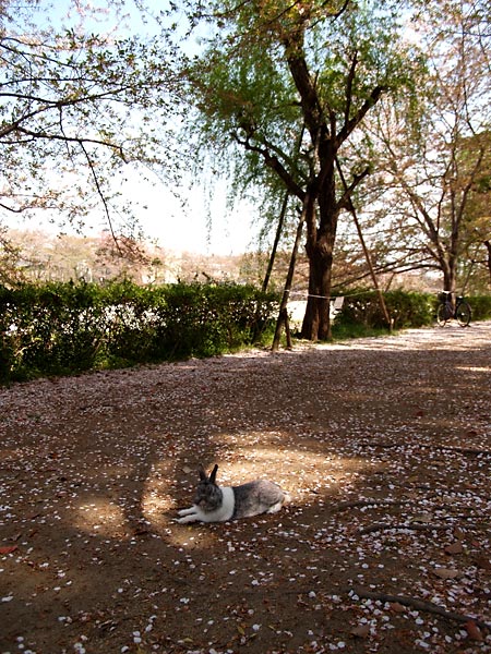 桜の終わりと猫と○○○と。_b0001124_21241668.jpg