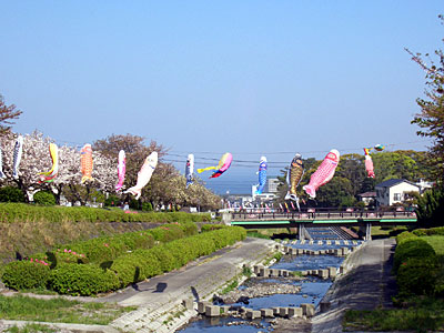 境川の散歩道_c0025167_2322459.jpg