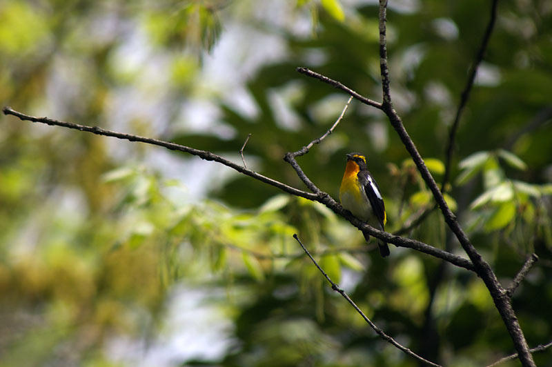 夏鳥・・初撮り。_a0021270_1925318.jpg