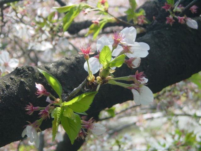 千鳥が淵－桜情報_c0006772_14422870.jpg