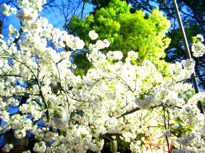 造幣局の夜桜_b0002879_0141114.jpg