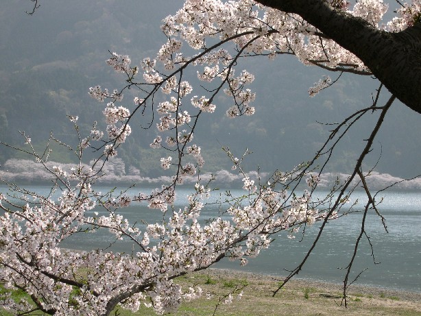 海津大崎の桜_b0018112_6361874.jpg