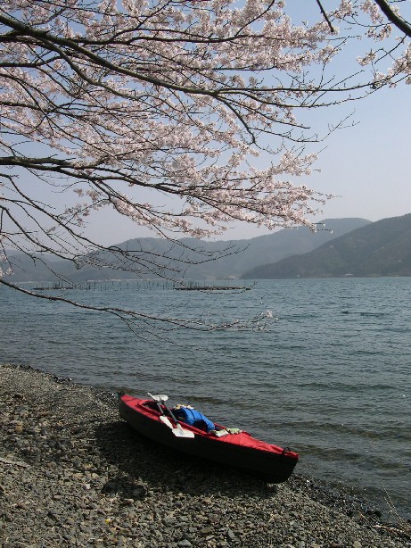 海津大崎の桜_b0018112_637068.jpg