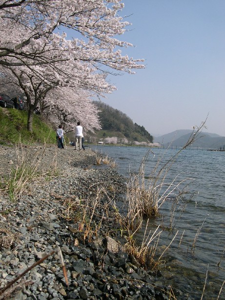 海津大崎の桜_b0018112_6373256.jpg