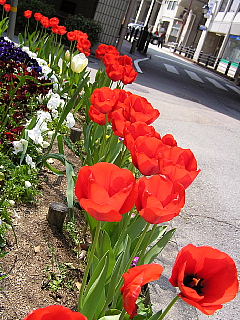 宝塚の花たち_a0037019_7303599.jpg