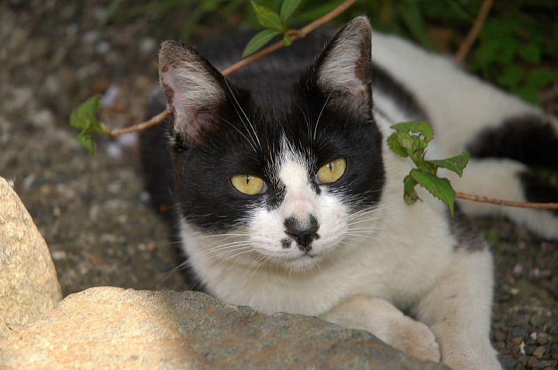 湘南平の猫_b0022221_1844591.jpg