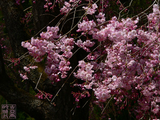 常照皇寺山門前の枝垂桜_a0020340_19173626.jpg