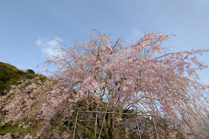 用山しだれ桜２_b0023047_5553281.jpg