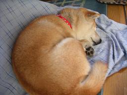 急に老けたかぁ? それとも・・・?_c0049950_2234353.jpg