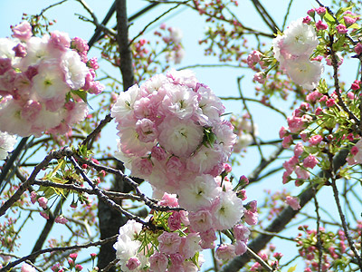 ソメイヨシノの次は八重桜！_a0028451_19415167.jpg
