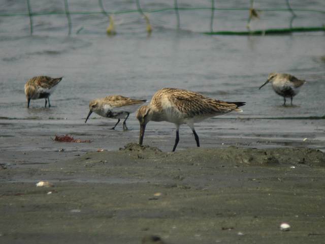 2005.4.17(2) ふなばし三番瀬海浜公園(その１)_c0062451_20474679.jpg